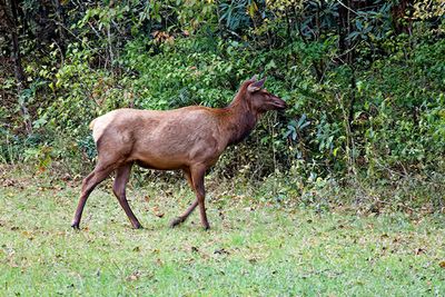 An elk