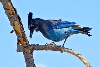 Steller's Jay