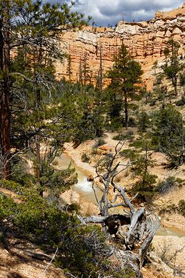 Mossy Cave Trail