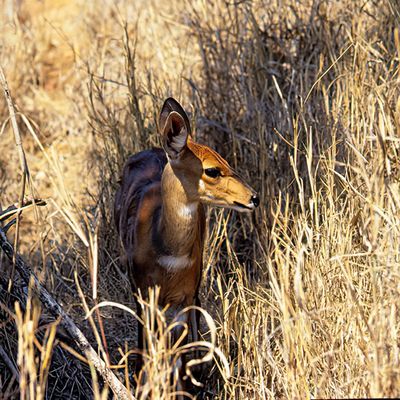 Bushbuck