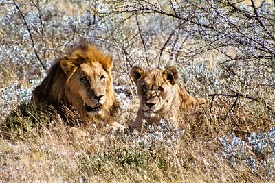 The mating game