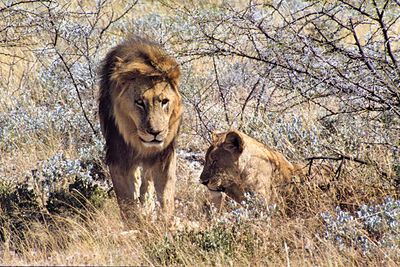 The mating game