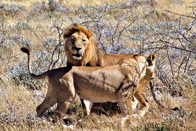 The mating game