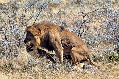 African Wildlife - in slides