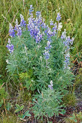 Longspur Lupine