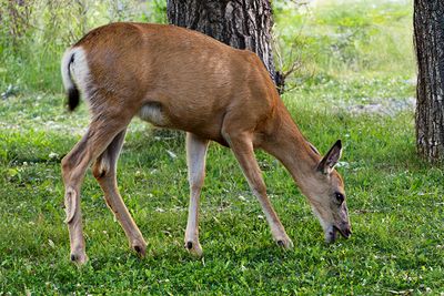 Waterton Lakes National Park