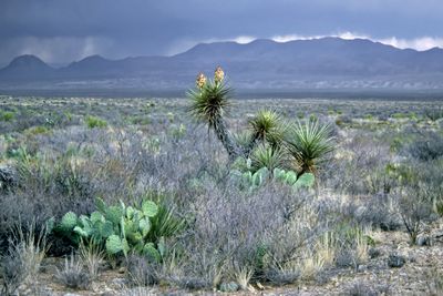 Big Bend National Park, Texas