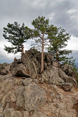 Trees rooted in rocks, at Many Parks Curve on Trail Ridge Road
