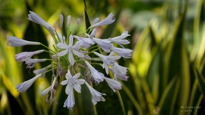 Longwood Gardens_20230705_0019.jpg