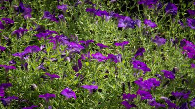 Longwood Gardens_20230705_0081.jpg