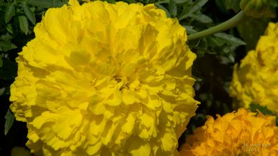 Longwood Gardens_20230705_0107.jpg