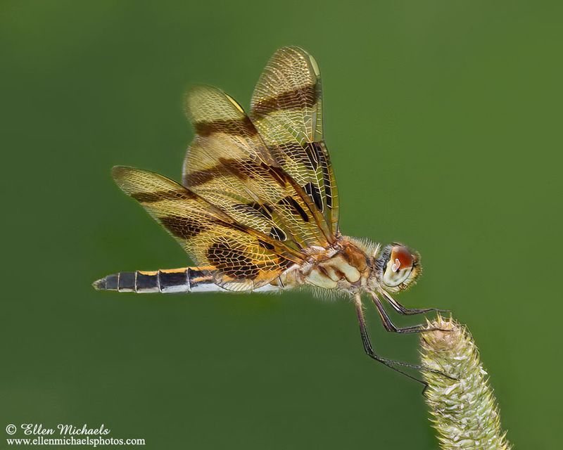Halloween Pennant