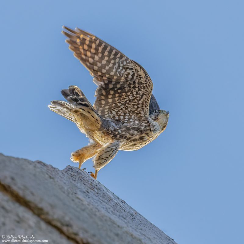 Merlin