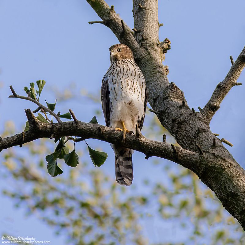 Coopers Hawk