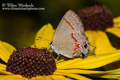 Red-banded Hairstreak
