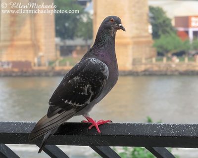 Rock Pigeon (Rock Dove)
