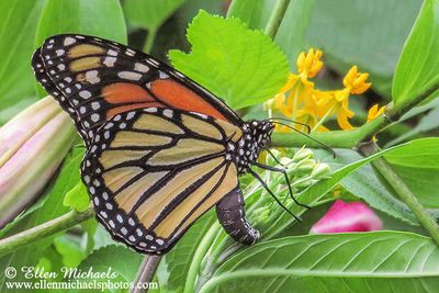 Monarch Butterfly (ovipositing)