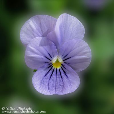 Wild Pansy