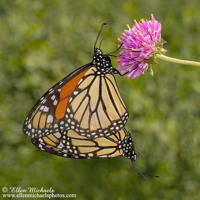 Monarchs Mating