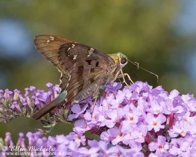 Long-tailed Skipper