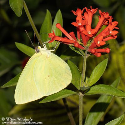 Cloudless Sulphur