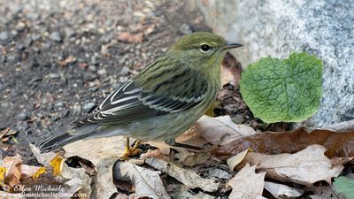 Blackpoll Warbler
