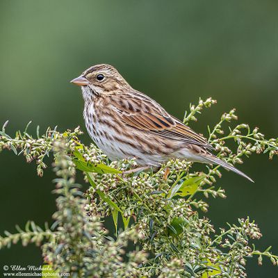 Savannah Sparrow