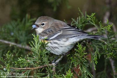 Yellow-rumped Warbler