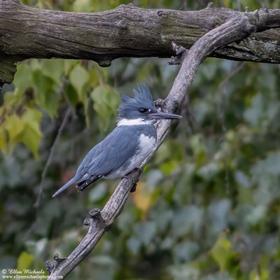 Belted Kingfisher