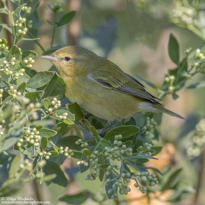 Tennessee Warbler