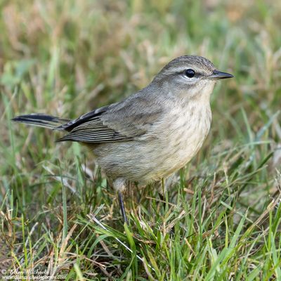 Western Palm Warbler