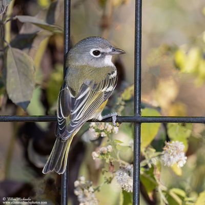 Blue-headed Vireo