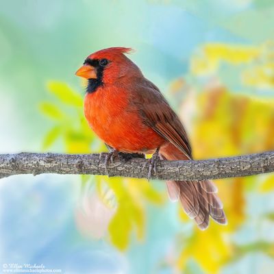 Northern Cardinal