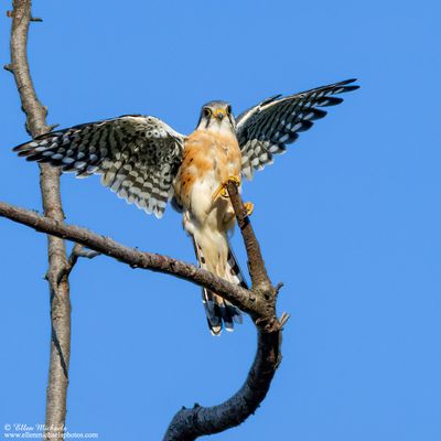American Kestrel