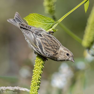 Pine Siskin