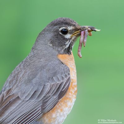 American Robin