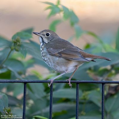 Hermit Thrush