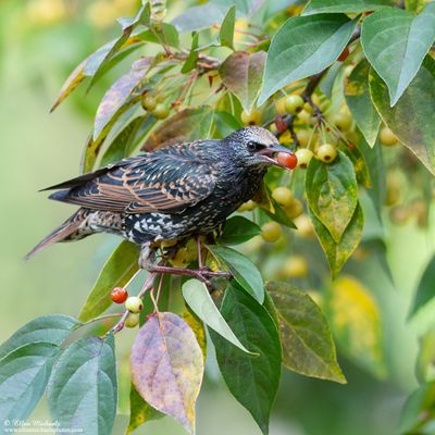 European Starling