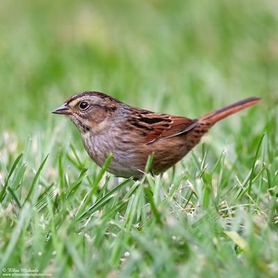 Swamp Sparrow