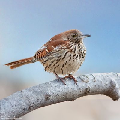 Brown Thrasher