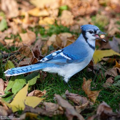 Blue Jay