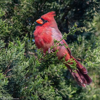 Northern Cardinal