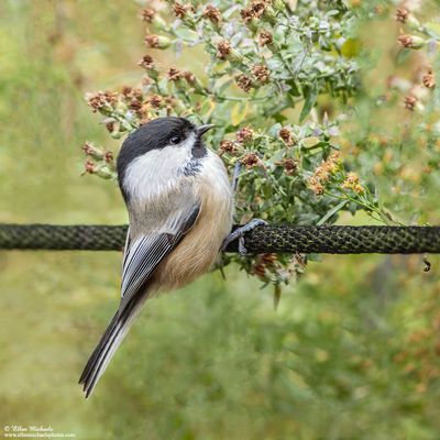 Black-capped Chickadee