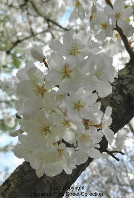 Cherry Blossom Time in the South.jpg