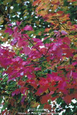 Fall Flare.jpg
