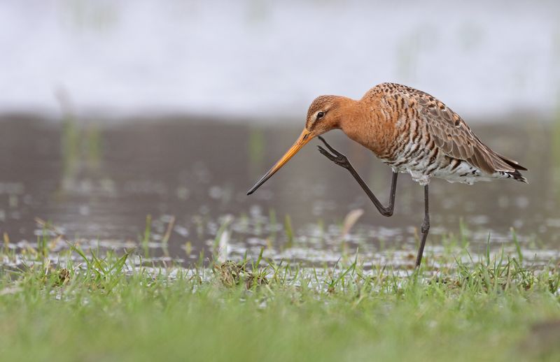 Grutto - Black-tailed Godwit - Limosa limosa