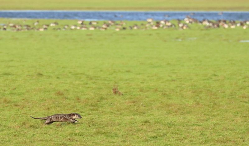 Otter - Eureasian Otter - Lutra lutra