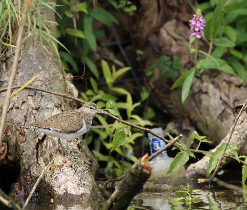 Oeverloper - Common sandpiper - Actitis hypoleucos