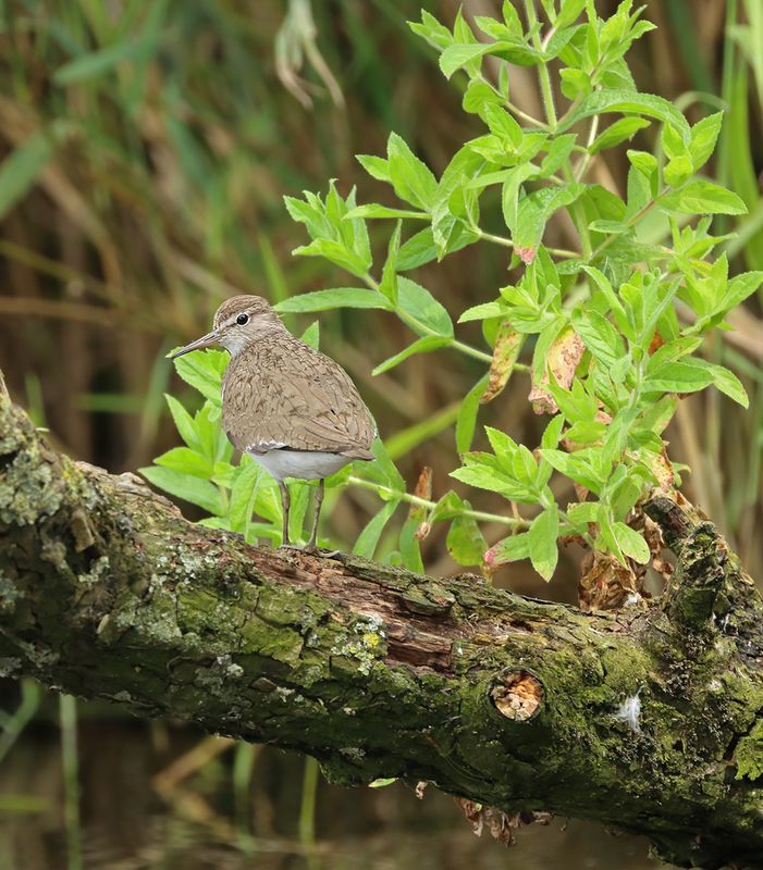 Oeverloper - Common sandpiper - Actitis hypoleucos