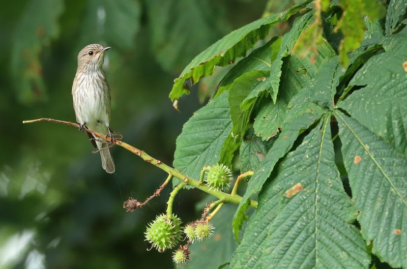 Grauwe Vliegenvanger - Spotted Flycatcher - Muscicapa striata